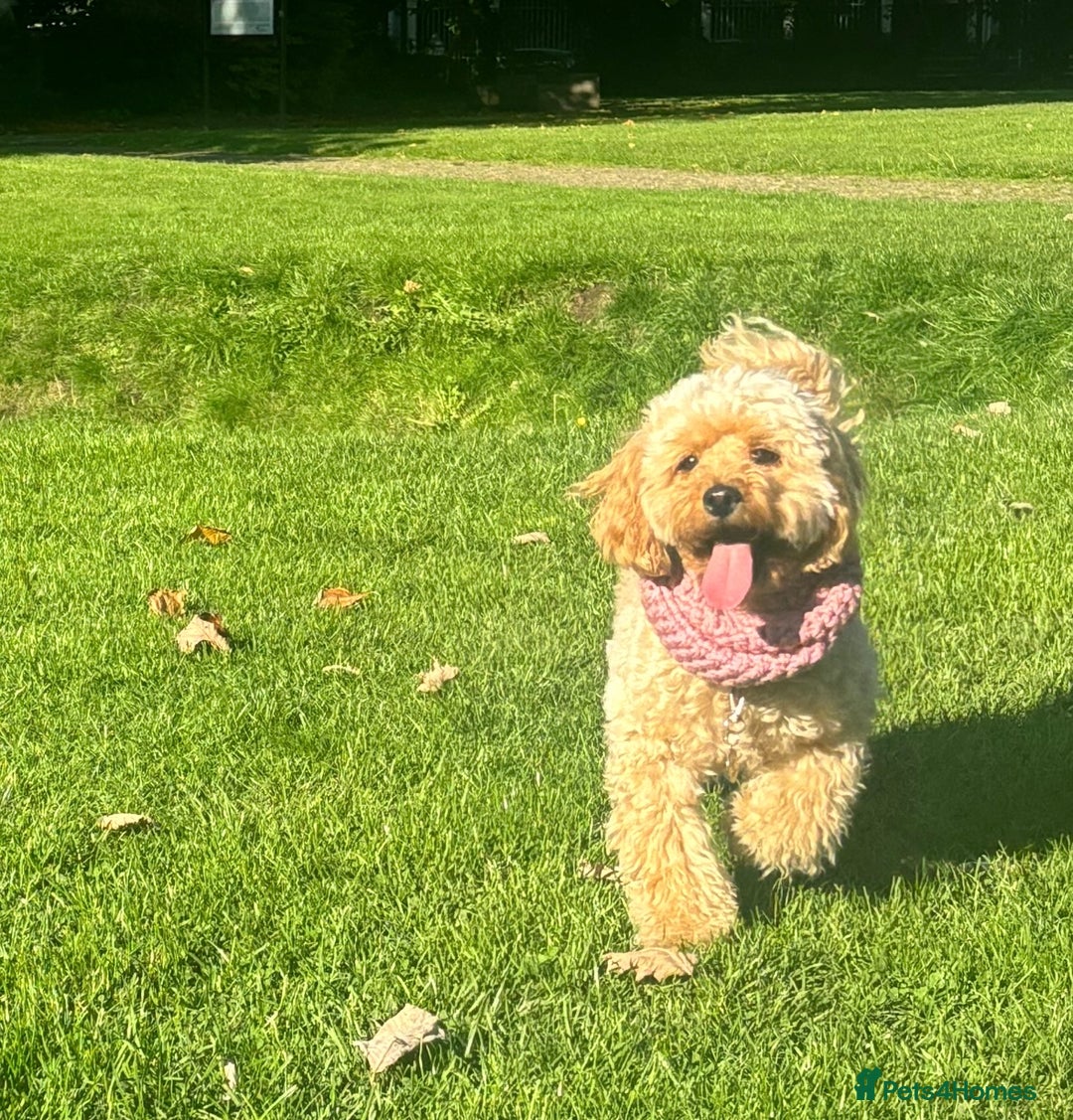 Cockapoo dogs for sale: 🎀 FLUFFY COCKAPOO PUPPIES - LAST TWO REMAINING🎀 - Advert 4