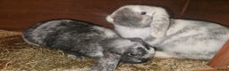 Mixed Breed rabbits for sale: 2 female rabbits - Advert 1