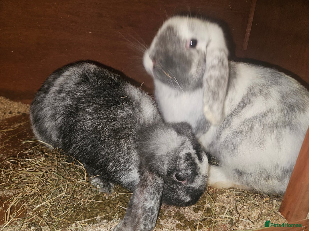 Mixed Breed rabbits for sale: 2 female rabbits - Advert 1