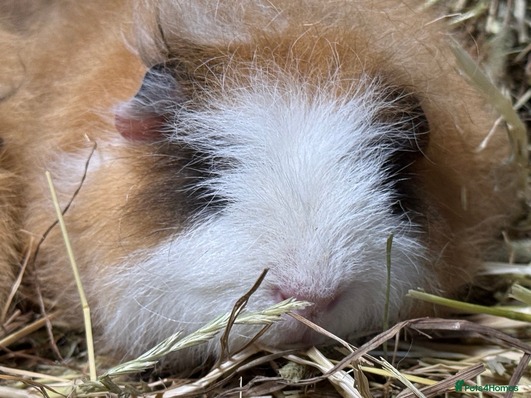 Guinea Pig rodents for sale: Bonded Swiss guinea pig boars - Advert 2