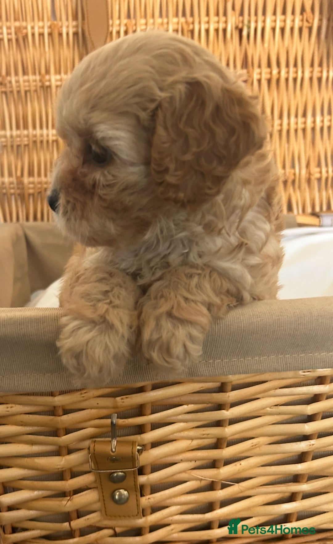 Cavapoo dogs for sale: Stunning, F1 Cavapoo fully health tested parents  - Image 14