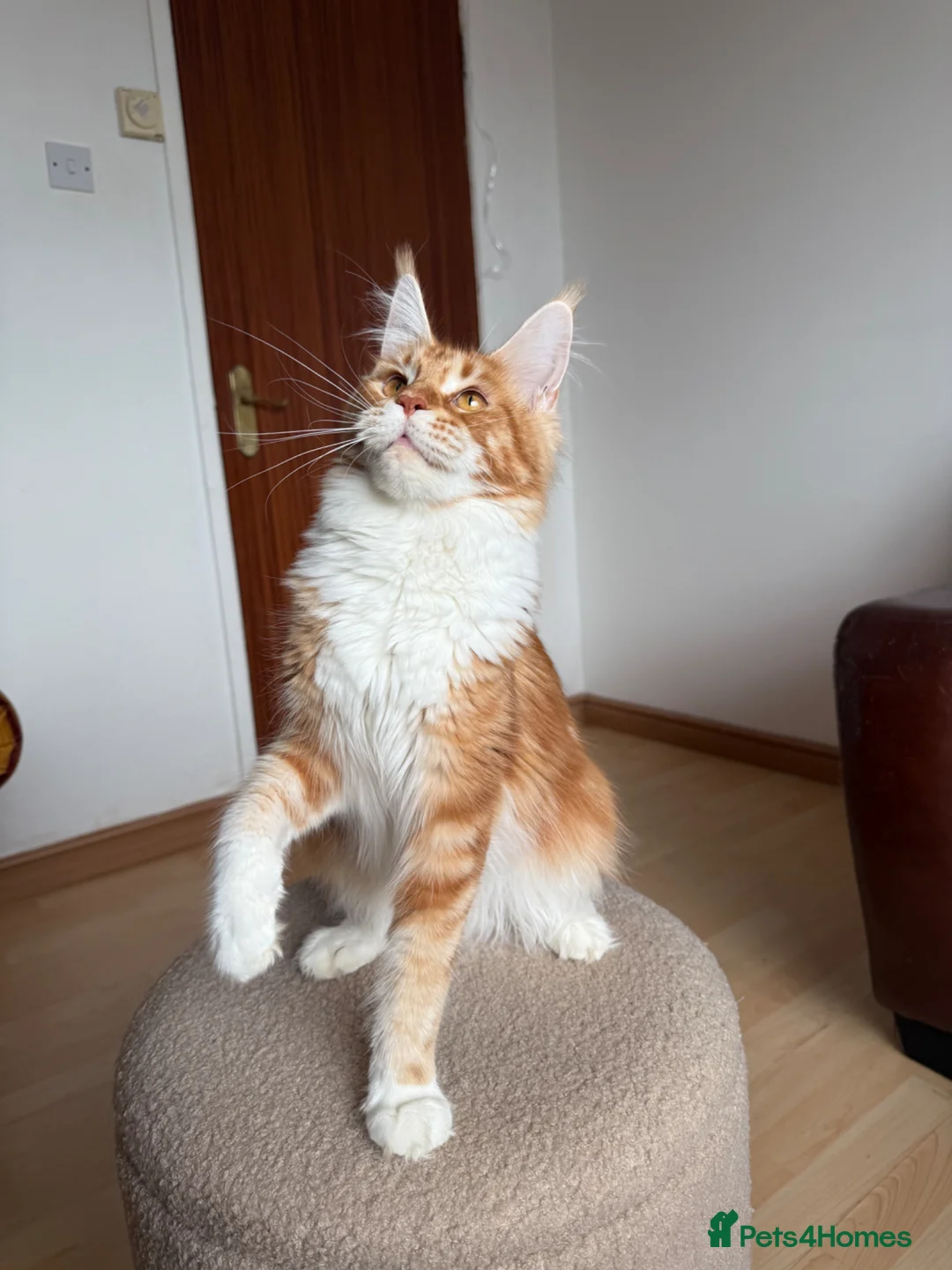Maine Coon cats for sale: Maine Coon in Carrickfergus - Advert 1