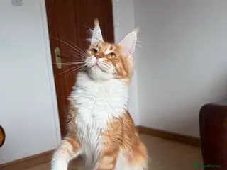 Maine Coon cats Maine Coon - Advert 8