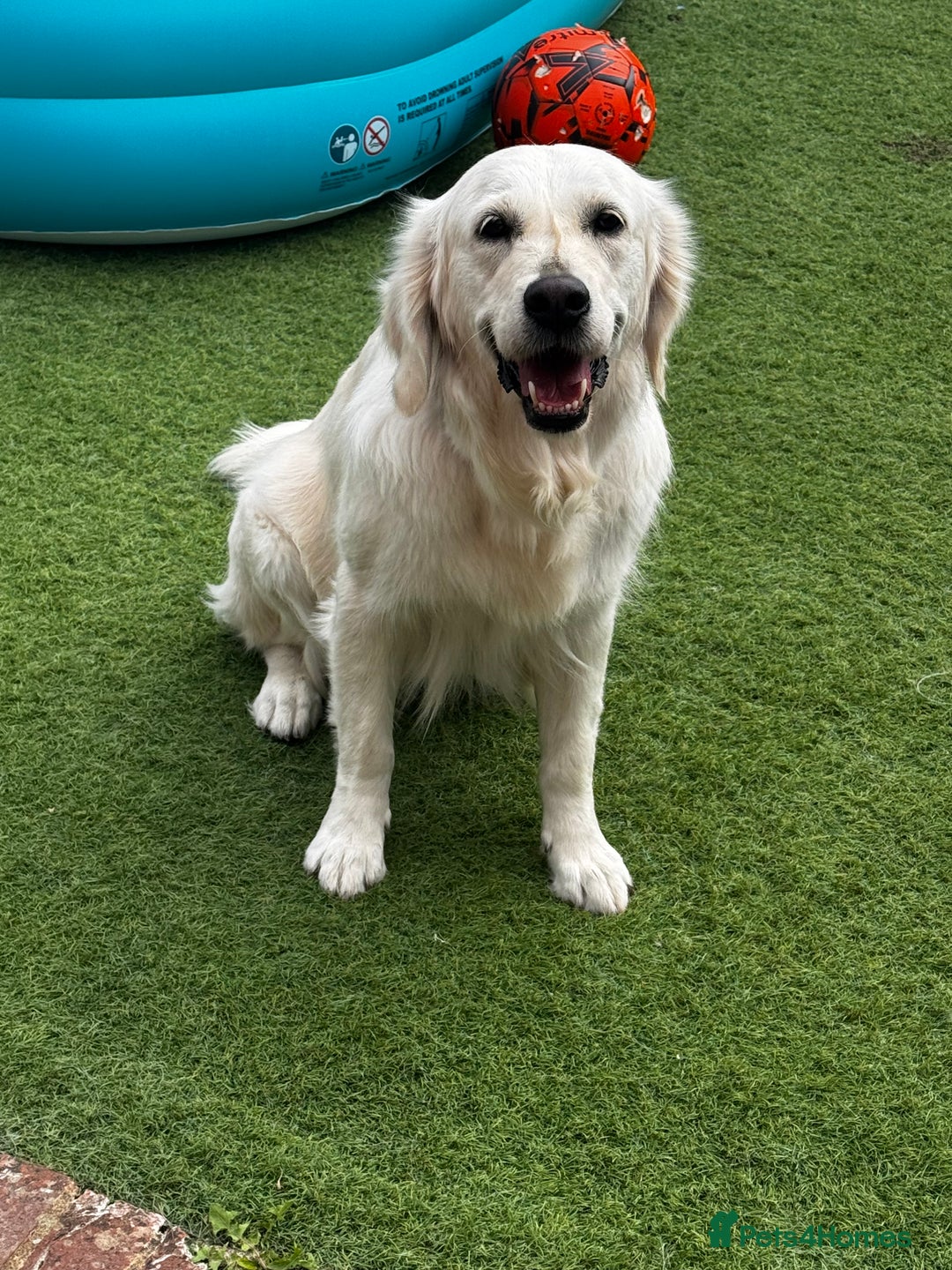 Golden Retriever dogs for sale: Adorable English cream golden retriever  - Image 4