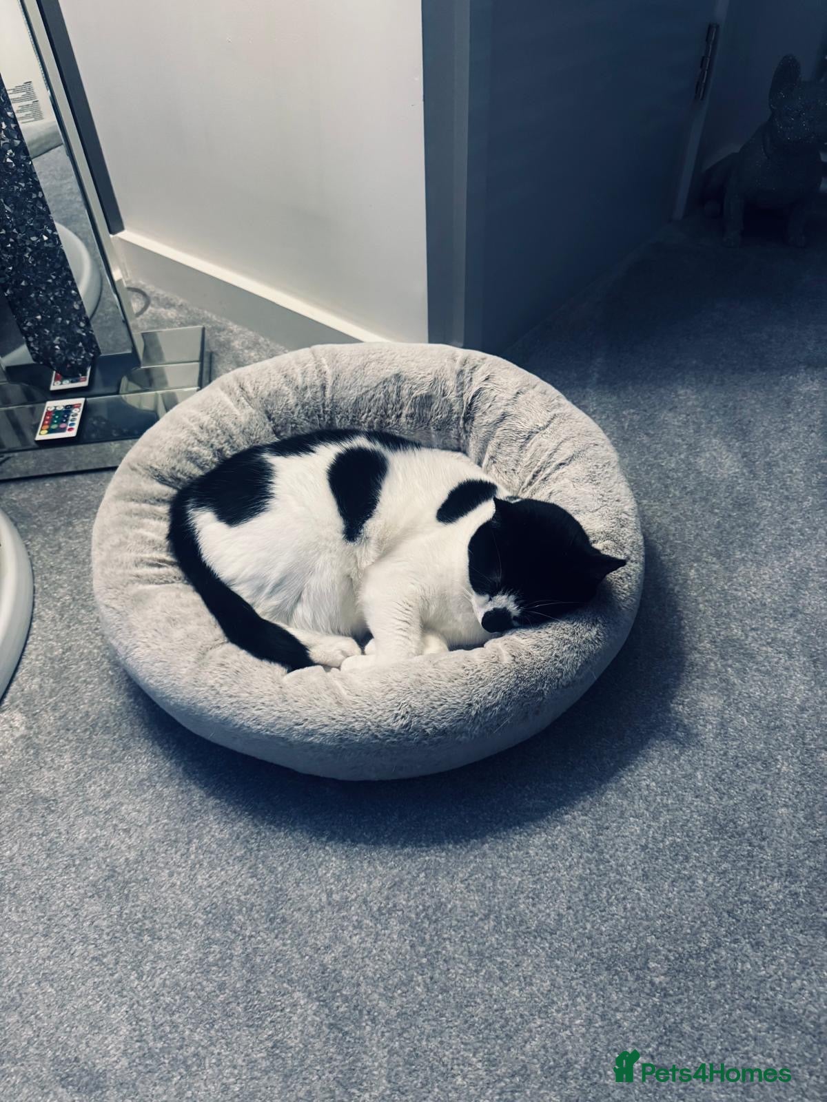 British Shorthair cats Black and white cat  in Loughton - Advert 1