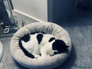 British Shorthair cats Black and white cat in Loughton - Advert 1