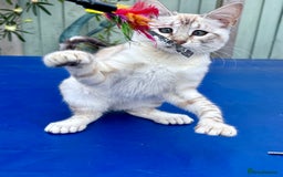 Keetso cats for sale: Stunning polydactyl snow leopard girl  - Image 9