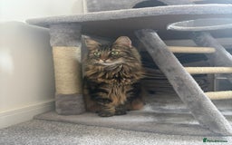 British Longhair cats for sale: Meet Mulan!!  - Image 1
