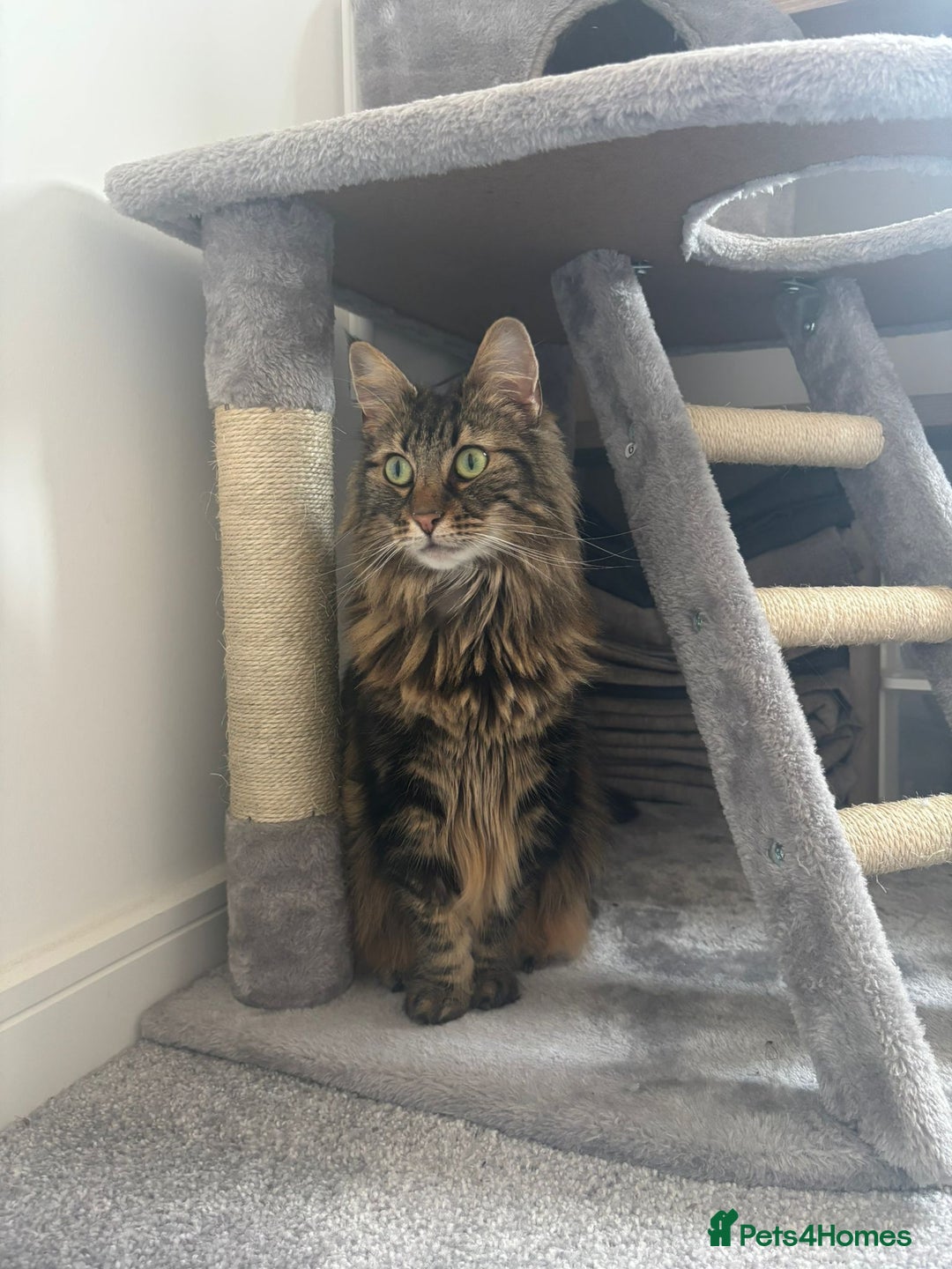 British Longhair cats for sale: Meet Mulan!!  - Image 1