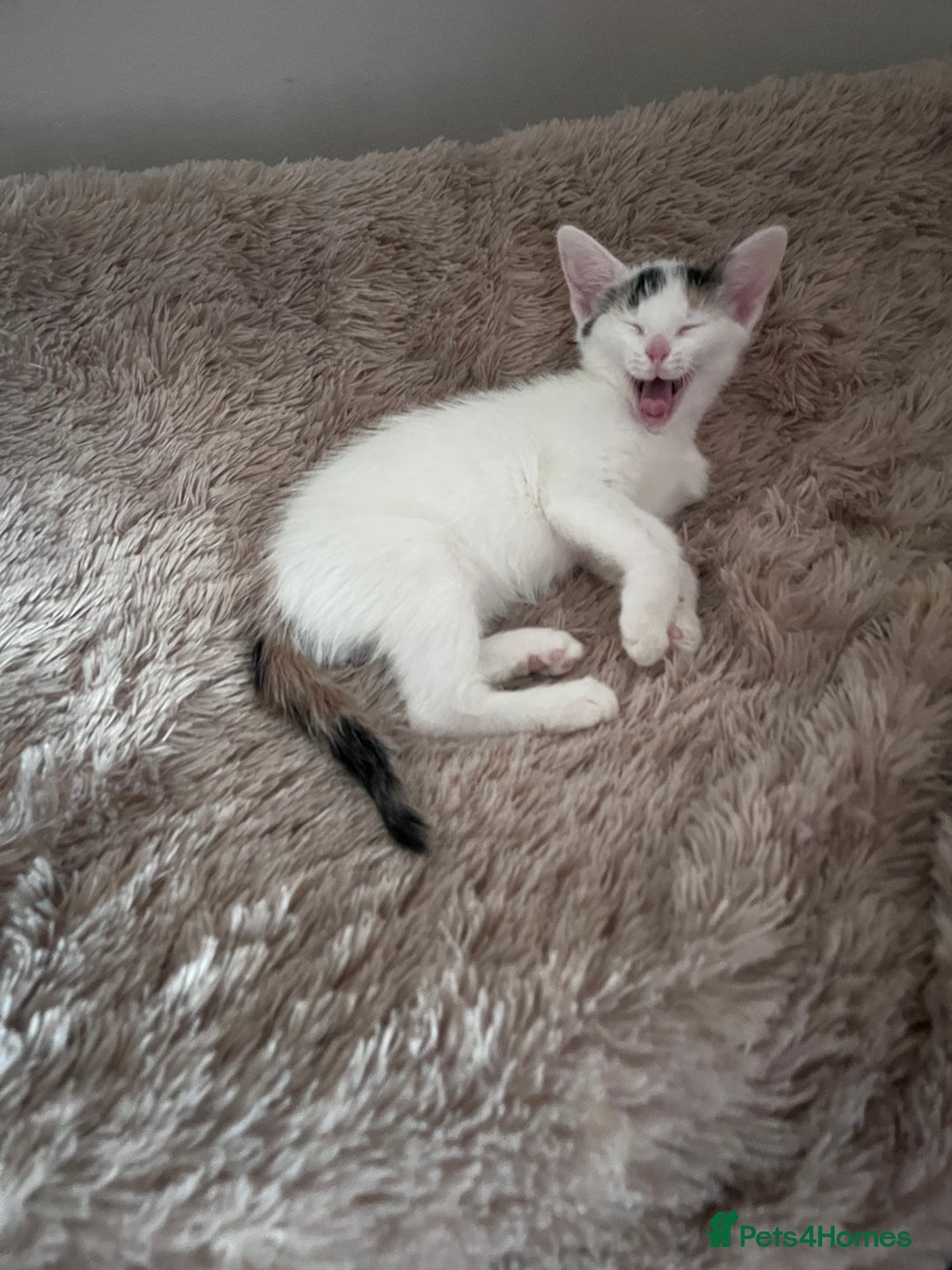 Mixed Breed cats for sale: Beautiful friendly kittens  - Advert 13