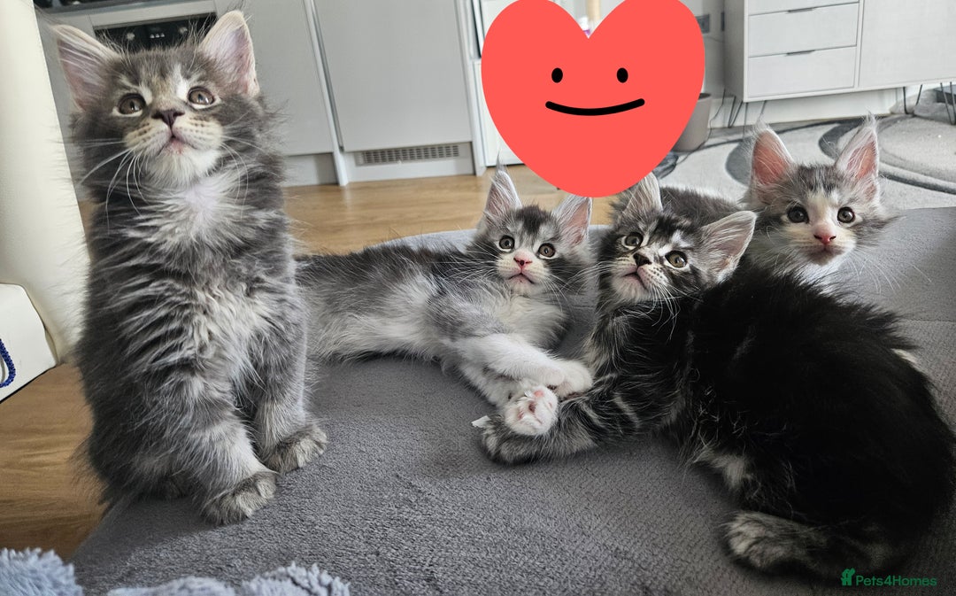 Maine Coon cats for sale: Maine coon kittens  - Image 7