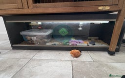 Pygmy Hedgehog rodents for sale: Pygmy Hedgehog 5 months old female - Image 4