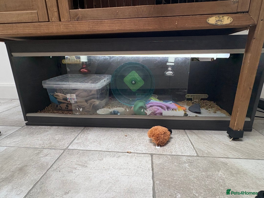 Pygmy Hedgehog rodents for sale: Pygmy Hedgehog 5 months old female - Image 4