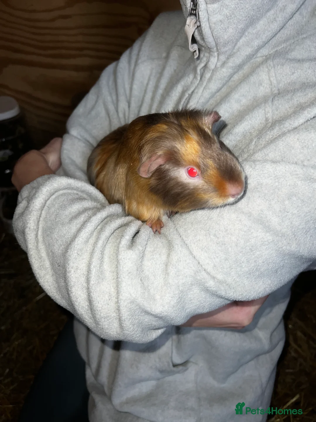 Guinea Pig rodents for sale: Female guinea pig - Advert 6