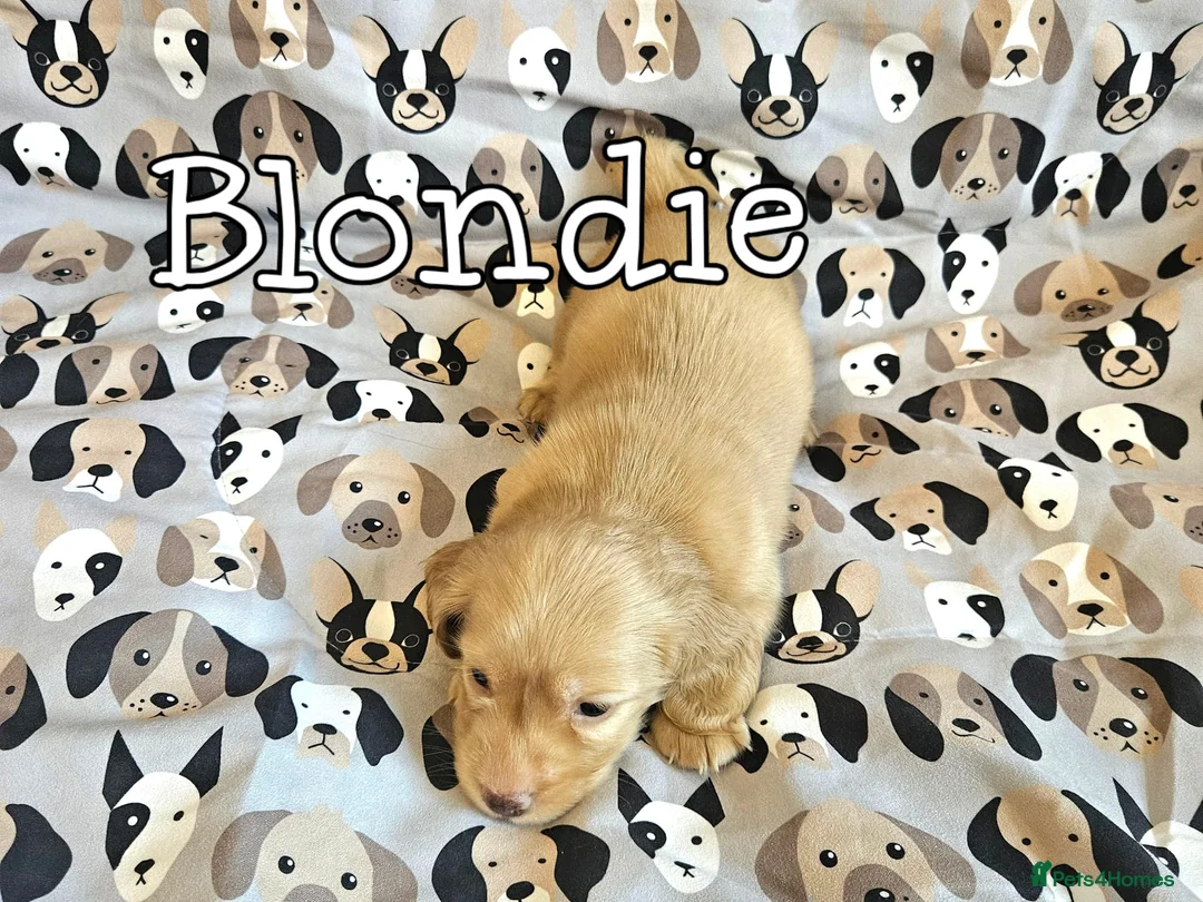 Miniature Dachshund dogs for sale: Cream dachshund  - Advert 13