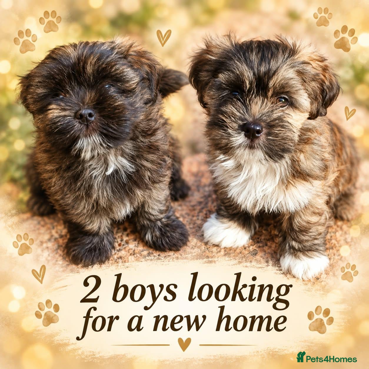Lhasa Apso dogs Beautiful lhasa apso puppies  - Advert 2