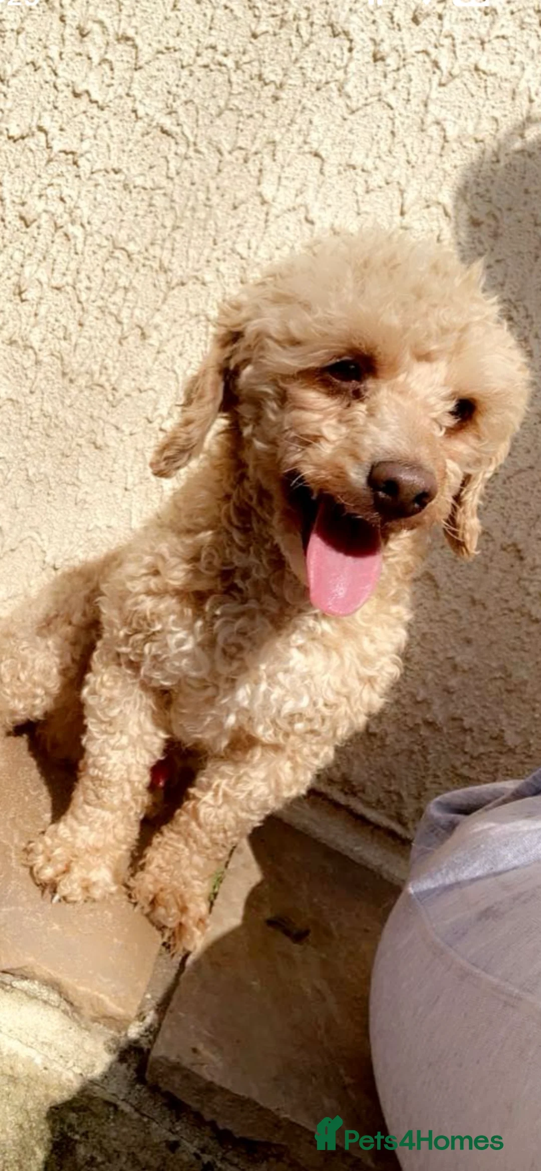 Jackapoo dogs for sale: lovely jackapoo pups for sale in Royston - Advert 2