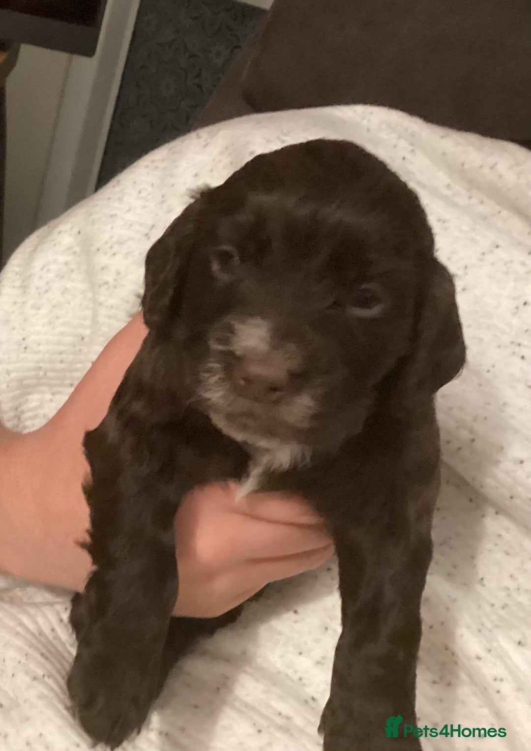 Cocker Spaniel dogs for sale: KC registered working cocker spaniel puppies  - Advert 17