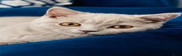 British Shorthair cats for sale: Rare Fawn Lilac Male British Shorthair - Advert 8