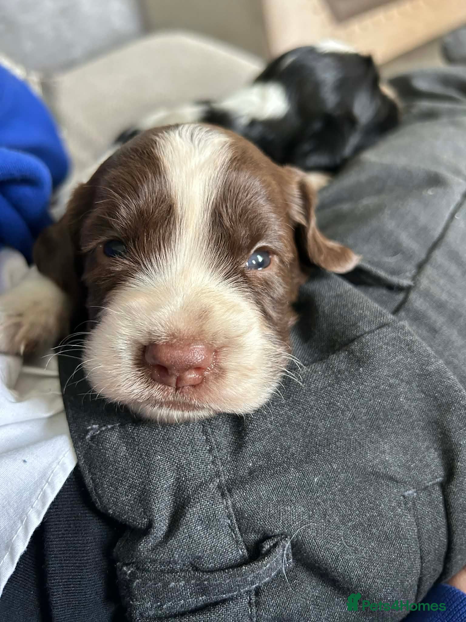 Sprocker dogs 3 boy sprockers - Advert 14