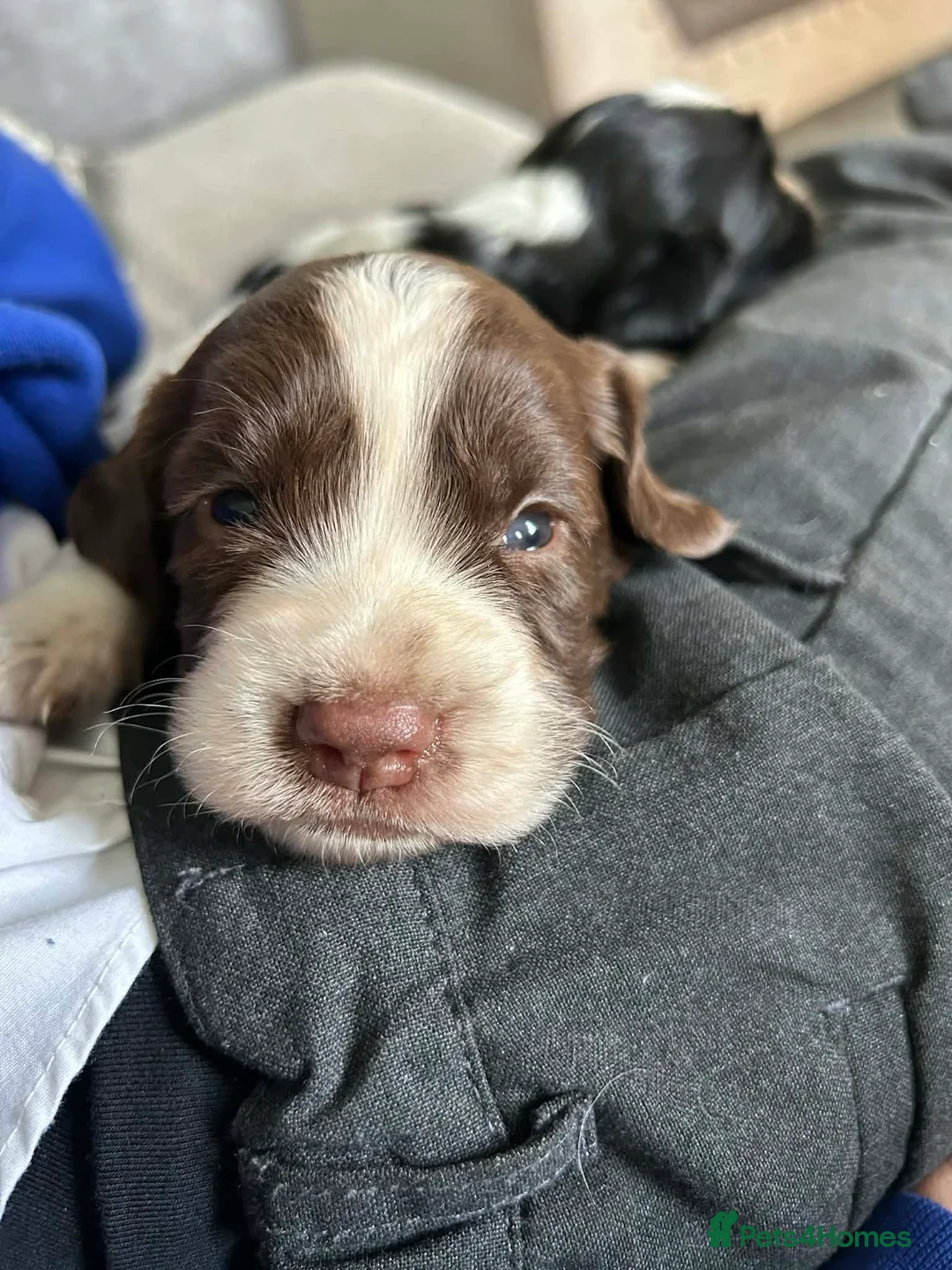 Sprocker dogs for sale: 3 boy sprockers in Manchester - Advert 1