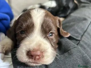 Sprocker dogs 3 boy sprockers - Advert 14