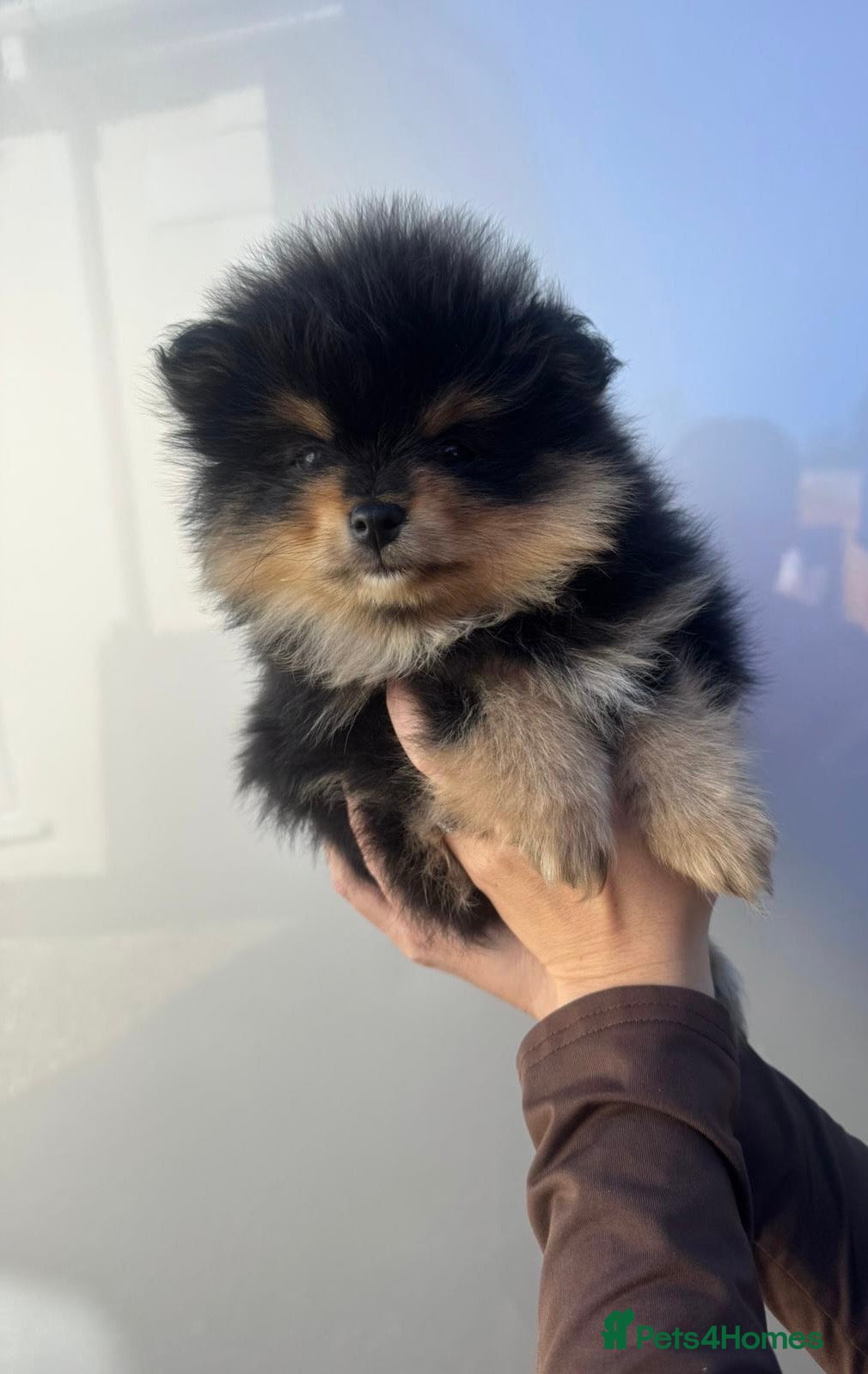 Pomeranian dogs Female Pom puppy - Advert 5