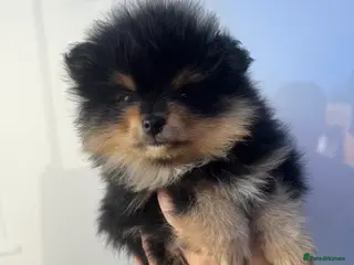 Pomeranian dogs Female Pom puppy - Advert 5