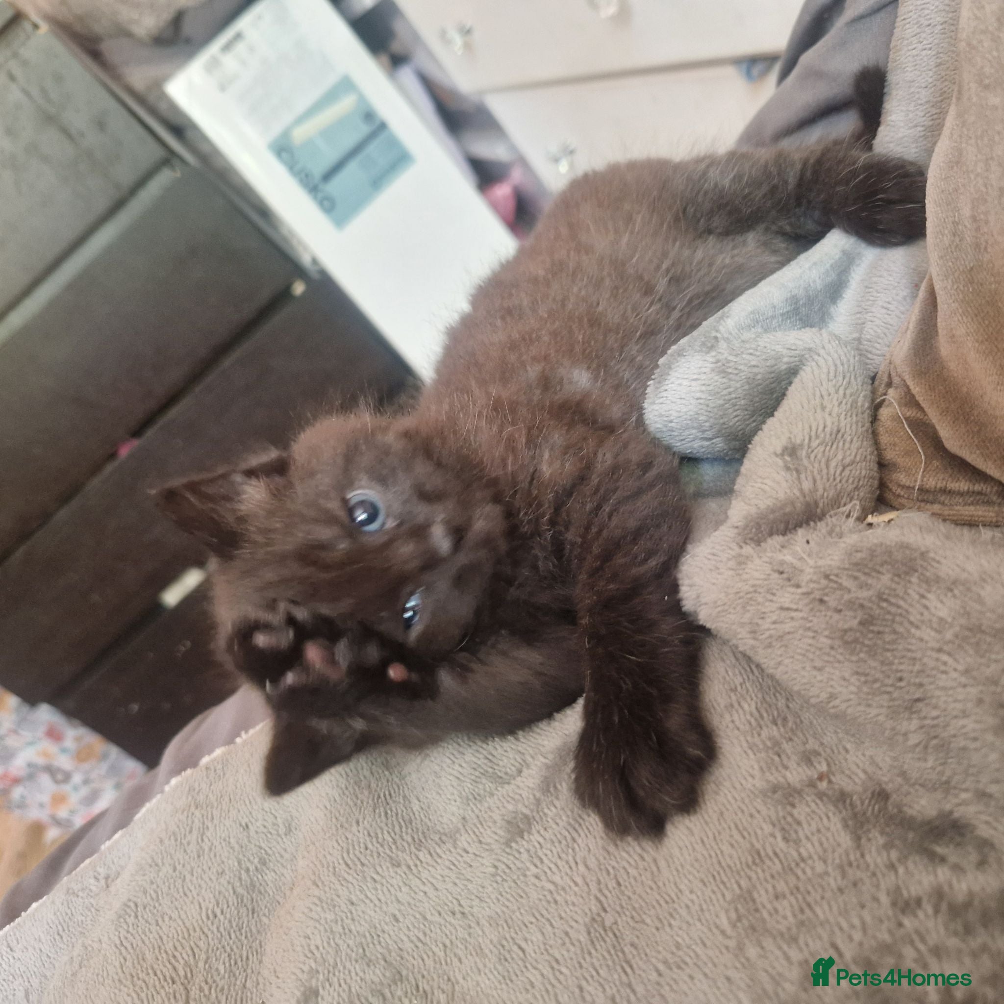 British Shorthair cats Ready now 1 beautiful baby left   - Advert 2