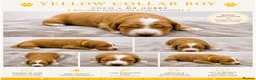 Australian Labradoodle dogs for sale: ⭐ Stunning Australian Labradoodles – Ready June ⭐ - Advert 22
