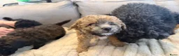 Poochon dogs for sale: Beautiful Poochon Puppies available  - Advert 9