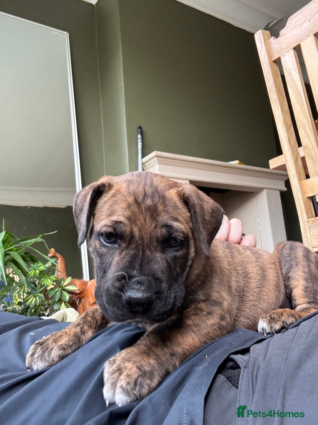 Presa Canario dogs for sale: Pedigree Presa Canario Puppies  - Image 5