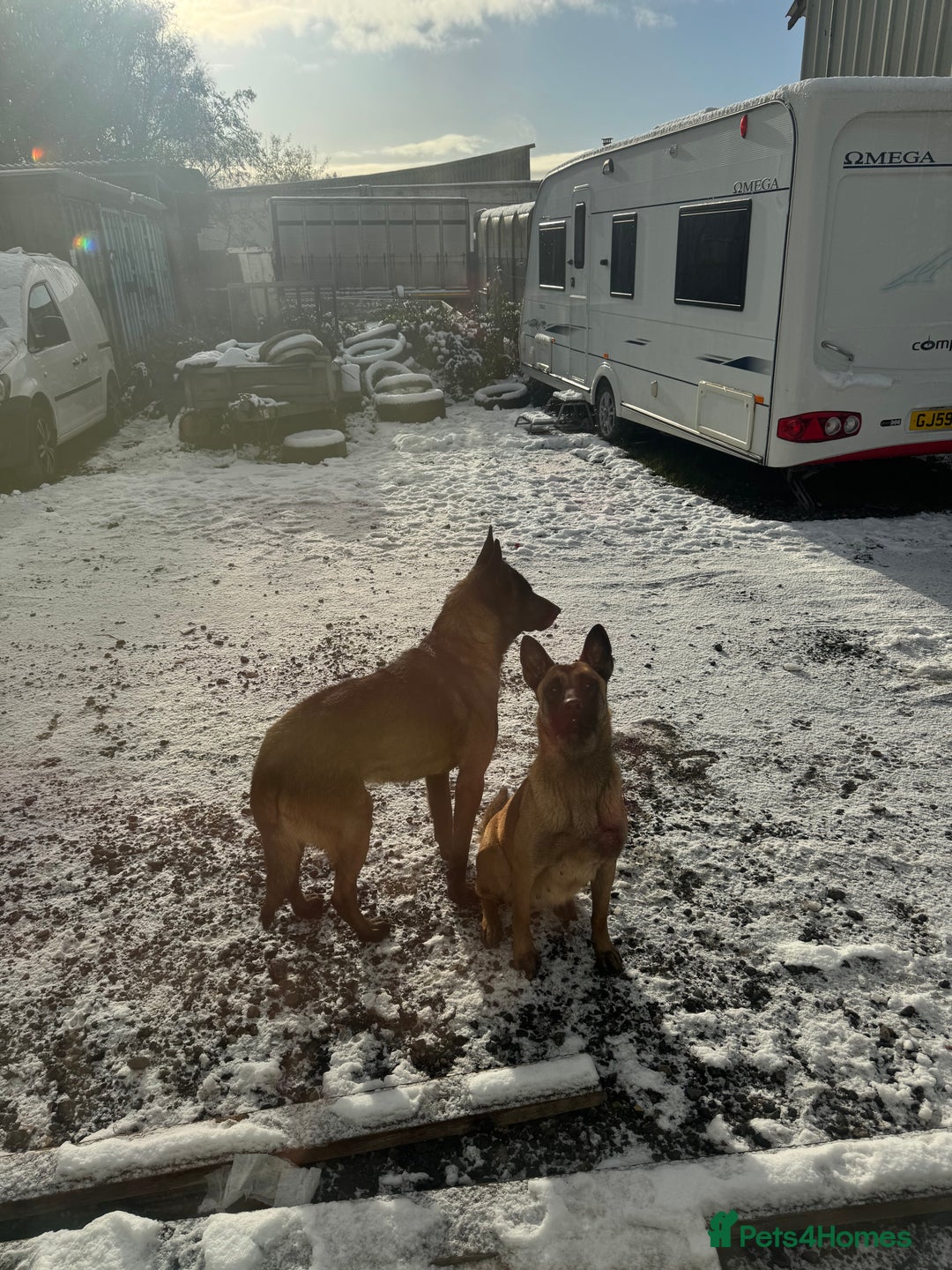 Belgian Shepherd Dog dogs for sale: 10 gorgeous Belgian Malinois pups - Advert 26