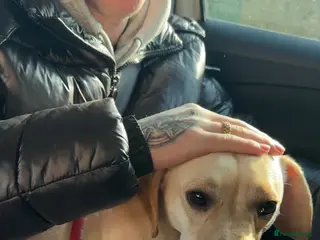 Mixed Breed dogs Perfect doggy for forever home - Advert 1