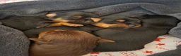 Yorkshire Terrier dogs for sale: Charming Yorkshire Terrier Puppies - Advert 39