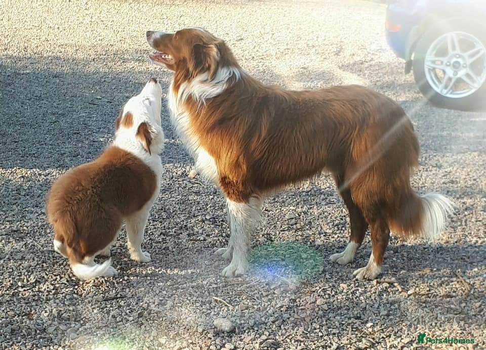 Border Collie dogs Red Merle and Red/white border collie pups - Advert 1