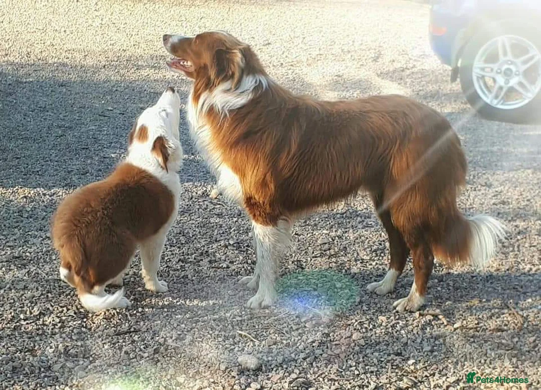 Border Collie dogs for sale: Red Merle and Red/white border collie pups - Advert 1