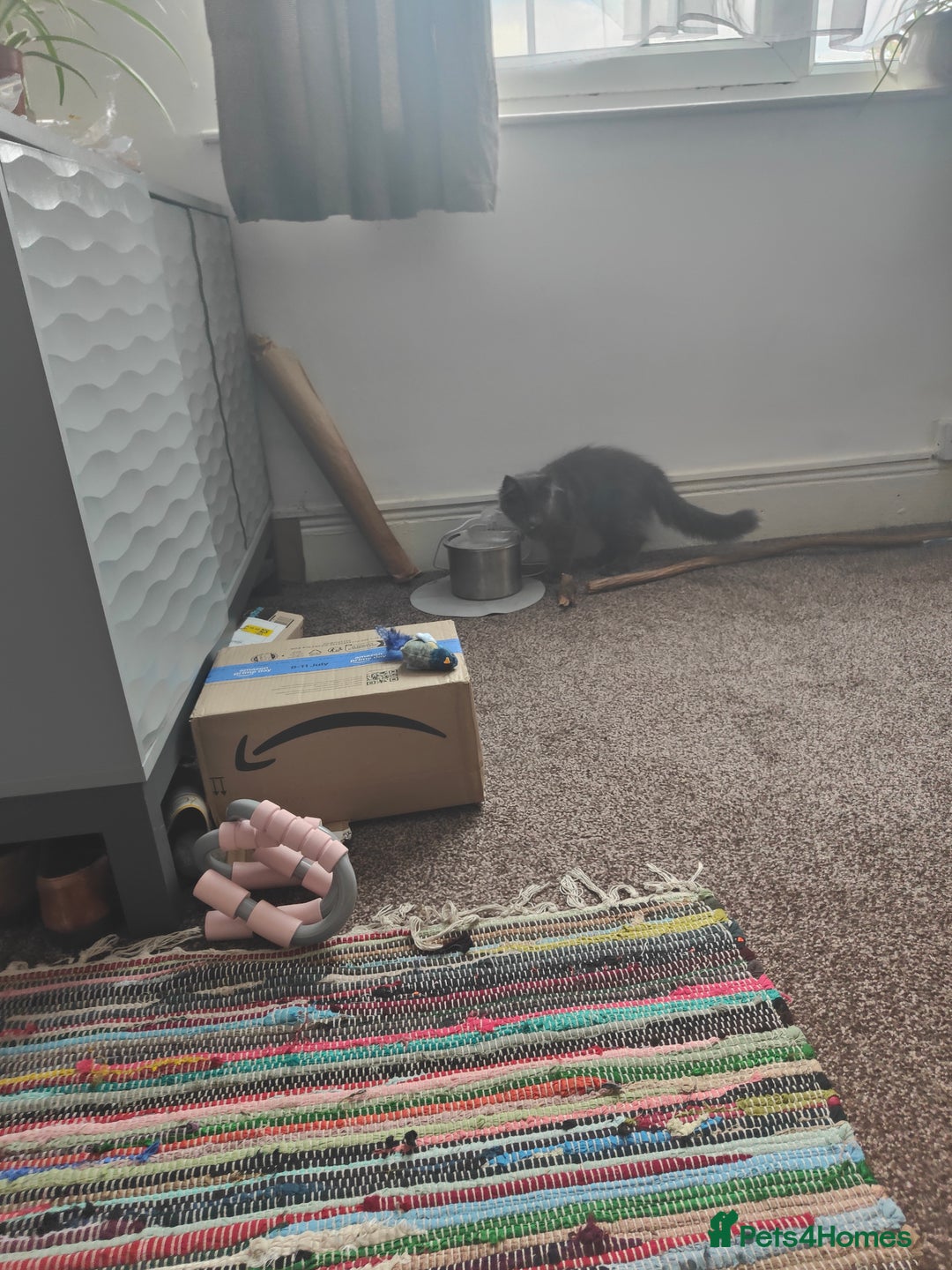 Ragcoon cats for sale: Maine coon X Ragdoll kitten - Image 5