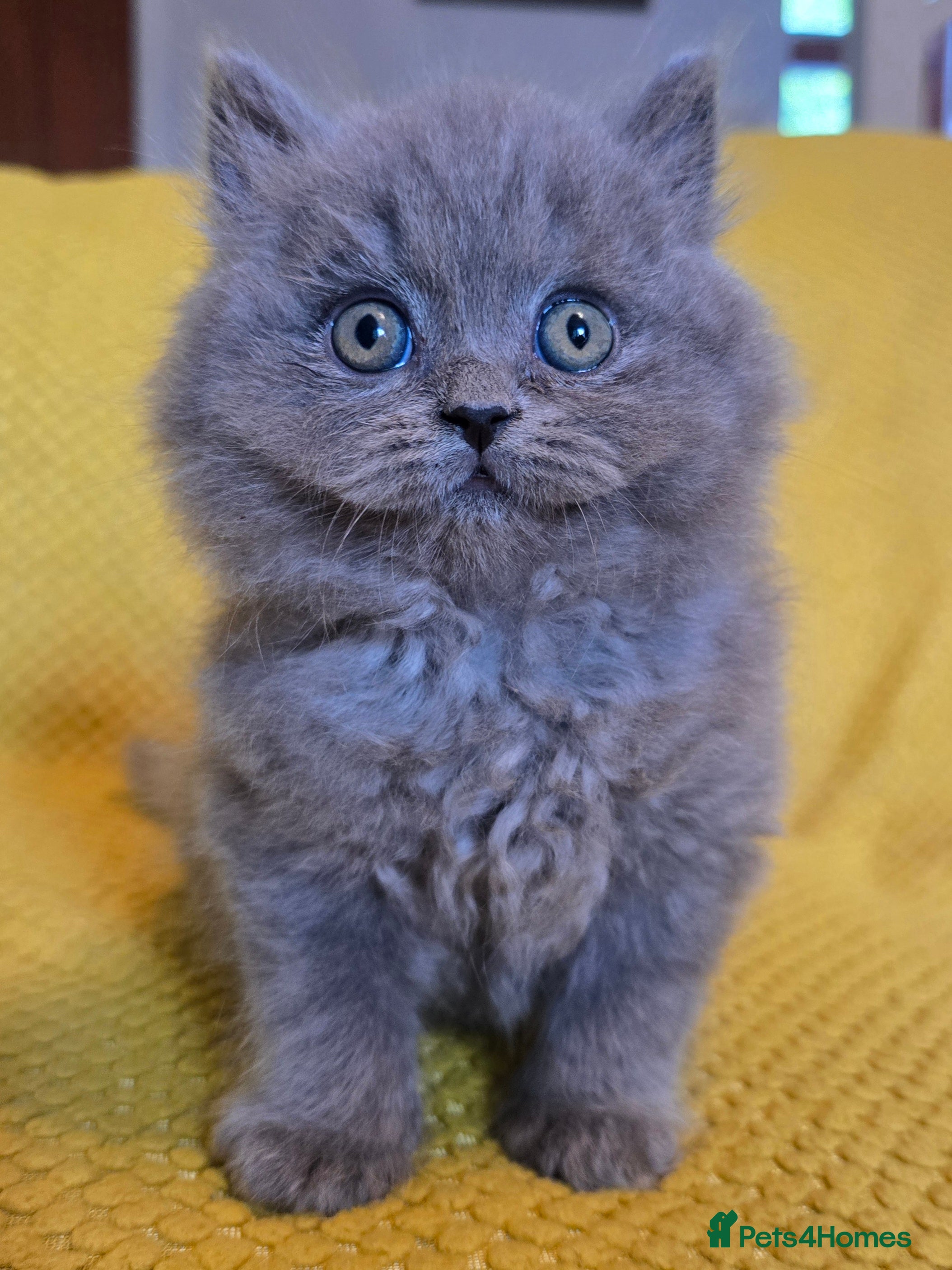 British Longhair cats LAST BOY Pedigree British longhair kittens TICA in Ipswich - Advert 4