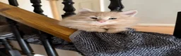 Maine Coon cats for sale: 4 beautiful playful Maine Coon kittens  in Glastonbury - Advert 18