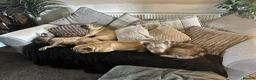 French Bulldog dogs for sale: Cute chunky frenchie babies - Advert 8