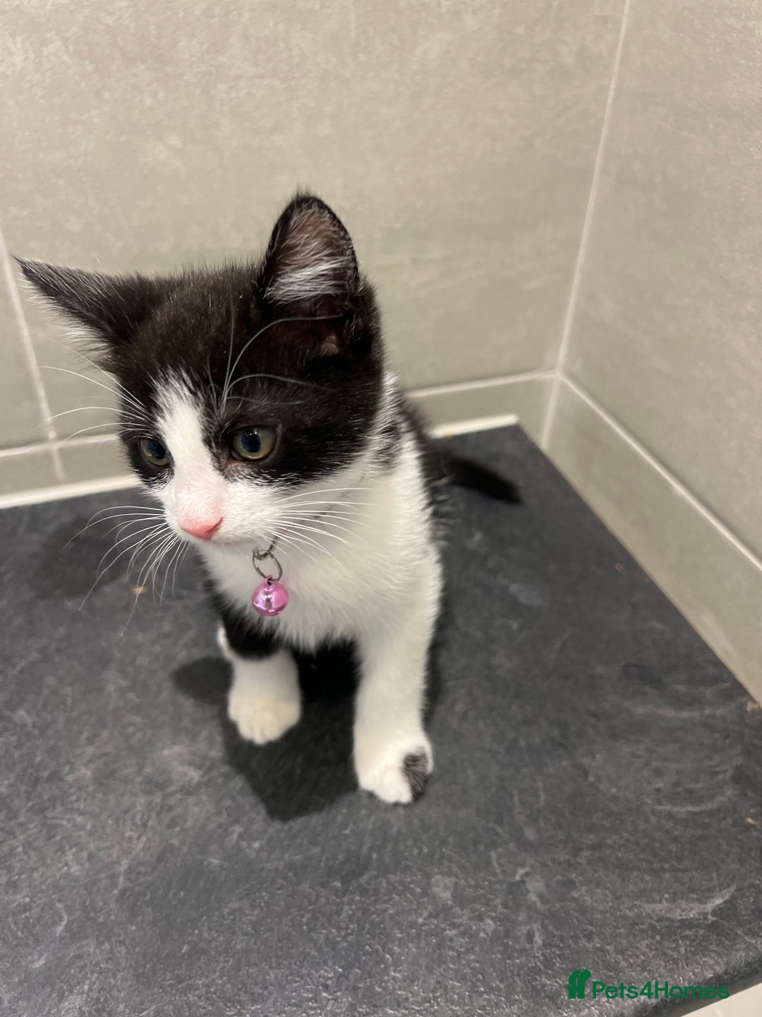 Mixed Breed cats for sale: Fabulous fun , fluffy and  happy kittens  - Image 14