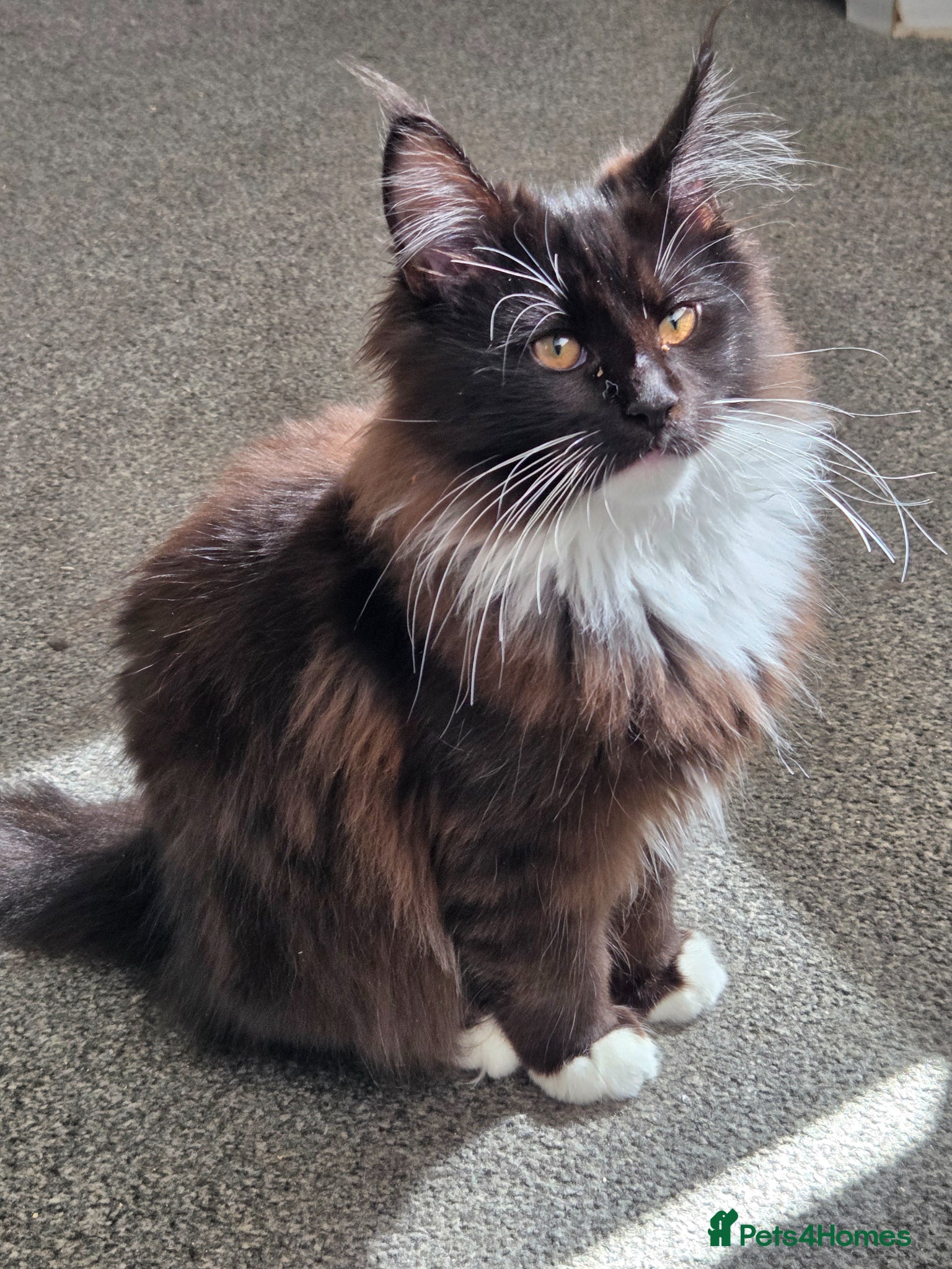 Maine Coon cats Pedigree Maine Coon Kittens for Sale - Advert 1