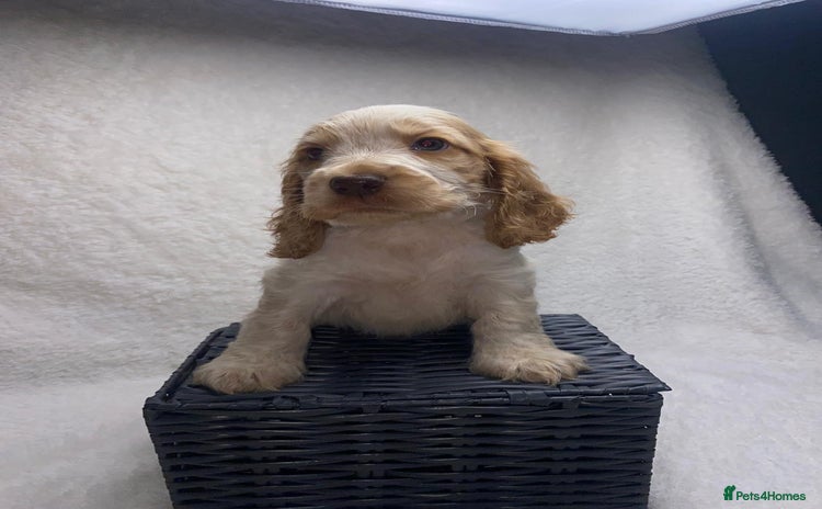 Cocker Spaniel dogs - Advert 2