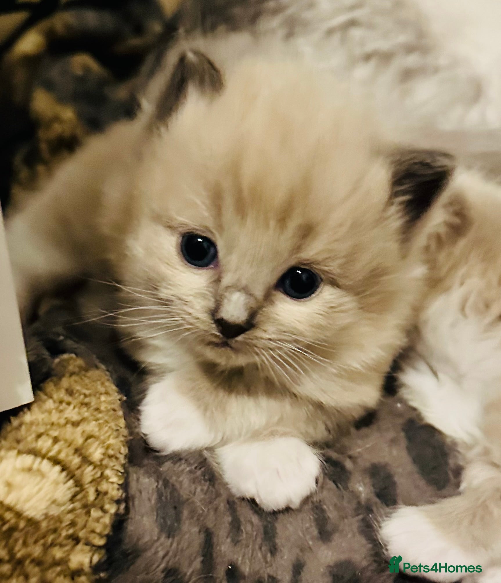 Ragdoll cats Stunning Mitted Ragdolls  - Advert 1