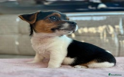 Jack Russell dogs for sale: Traditional Miniature Jack Russell Puppies! - Advert 18