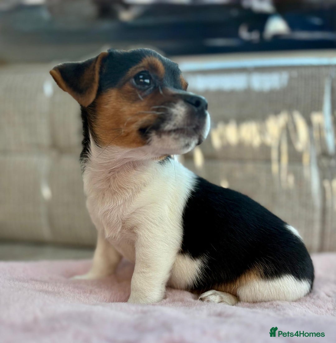 Jack Russell dogs for sale: Traditional Miniature Jack Russell Puppies! - Advert 18