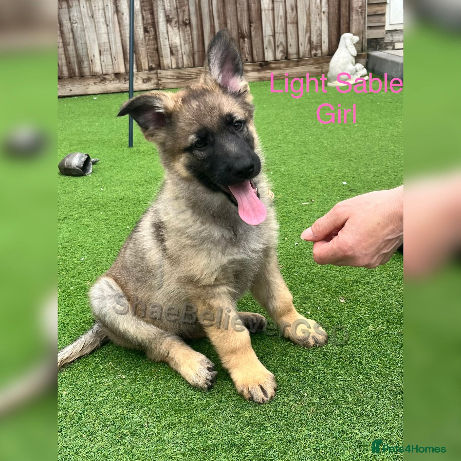 German Shepherd dogs KC Reg full health tested gorgeous pups ❤️ - Advert 5