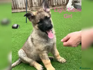 German Shepherd dogs KC Reg full health tested gorgeous pups ❤️ - Advert 5