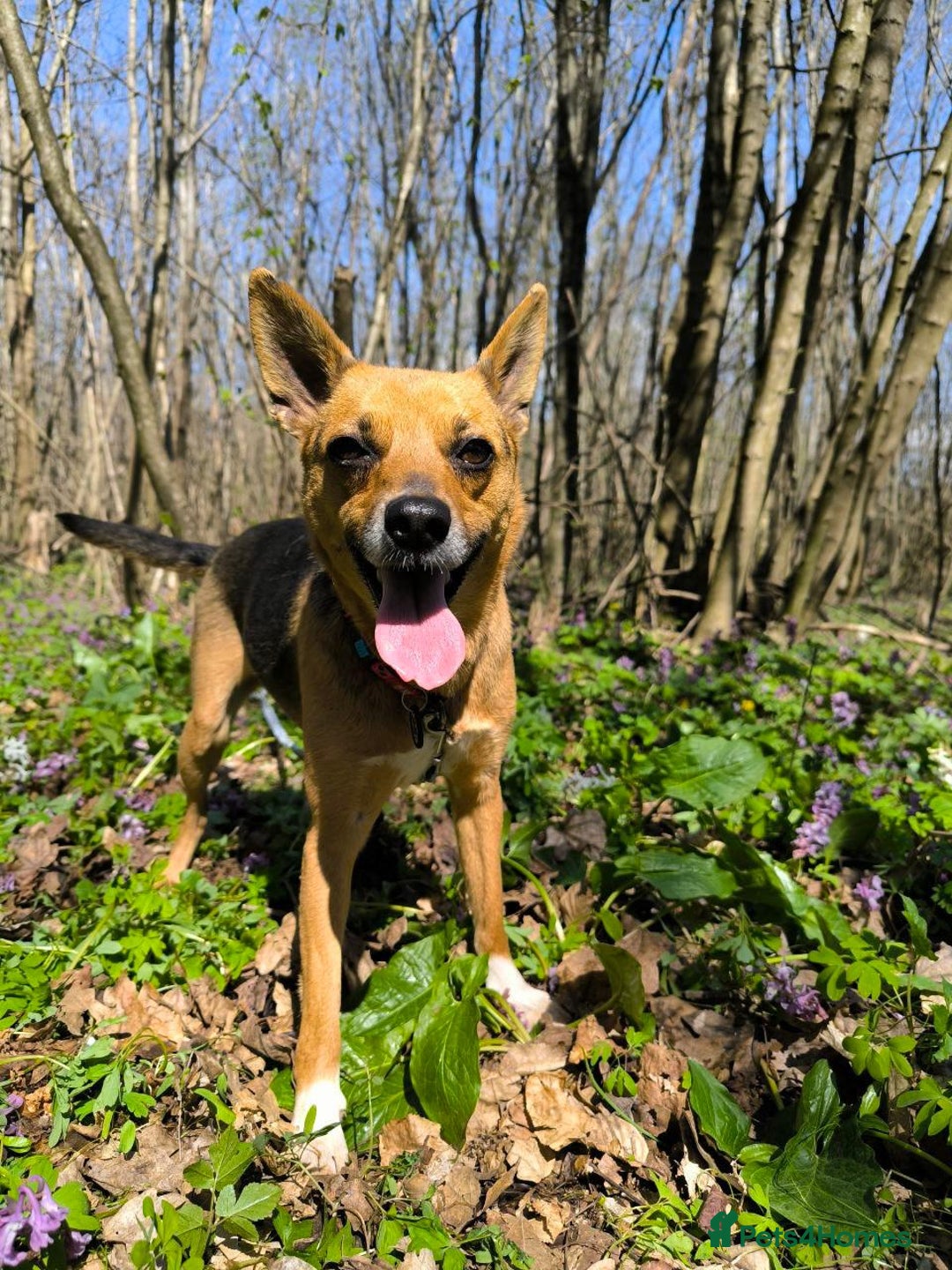 Mixed Breed dogs for adoption: 💖🐶 BARBIE 🐶💖 - Image 13